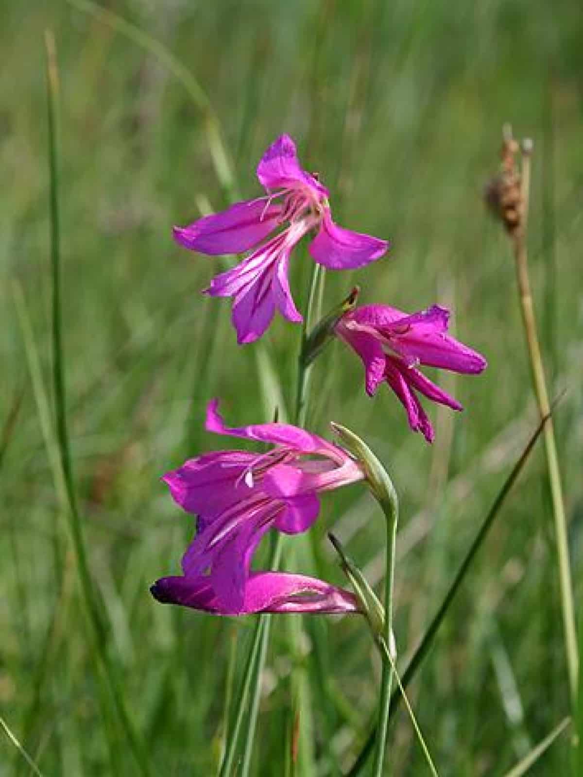 Sumpfgladiole