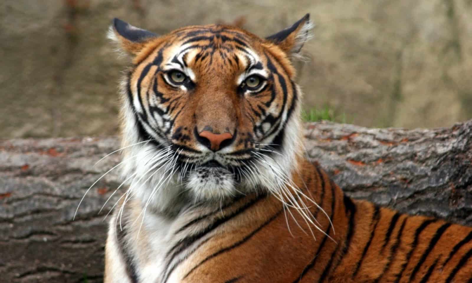 Indochinesischer Tiger, © by Connie Lemperle / WWF Greater Mekong Indochinesischer Tiger, © by Connie Lemperle / WWF Greater Mekong
