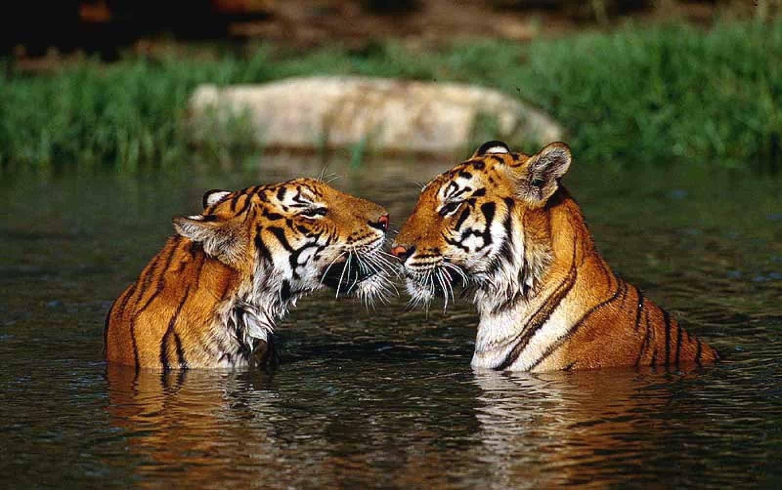 Indische Tiger im Wasser, © by M.Harvey/WWF-Canon