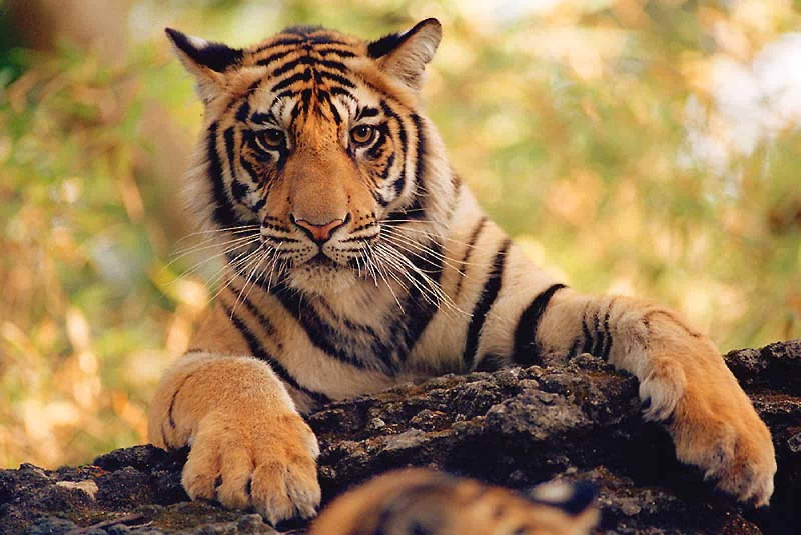 Tiger , © by Martin HARVEY/WWF-Canon
