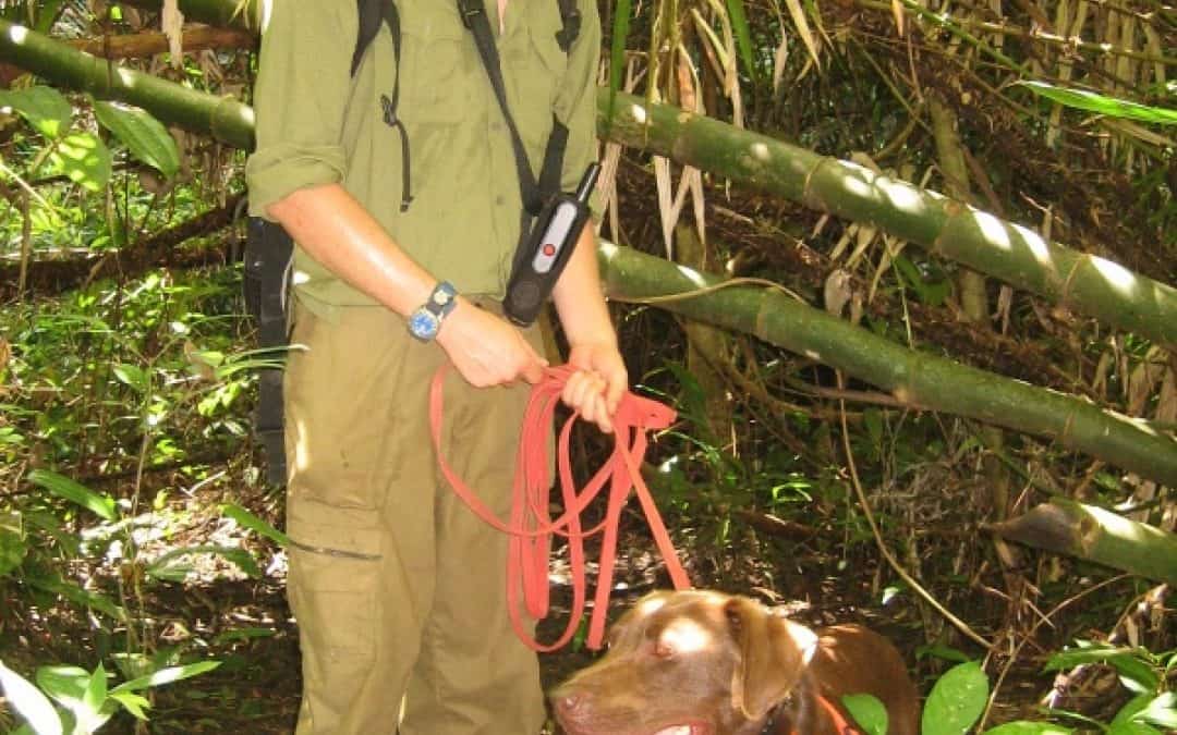 Hunde finden Dung vom seltensten Großsäugetier der Welt