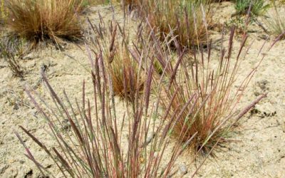 Fürstliche Unterstützung für Silbergras, Wildbienen & Co