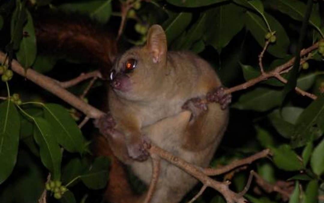 WWF-Expedition findet bislang unbekannte Lemurenart