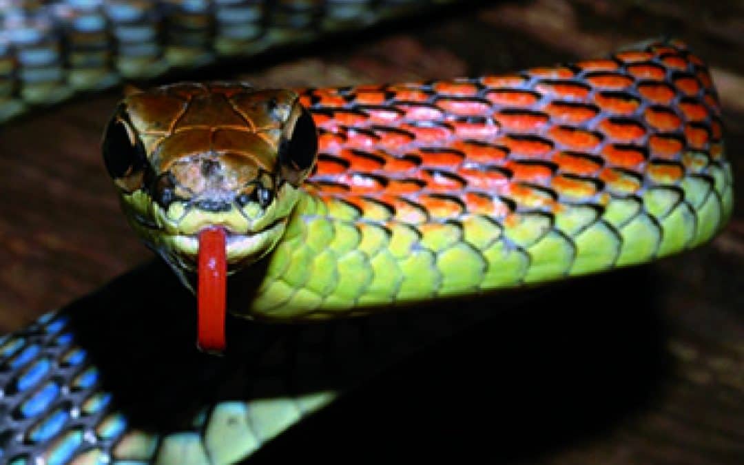 Flammenschlangen und Fliegende Frösche: Neue Arten entdeckt