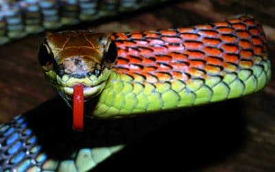 Flammenschlangen und Fliegende Frösche: Neue Arten entdeckt