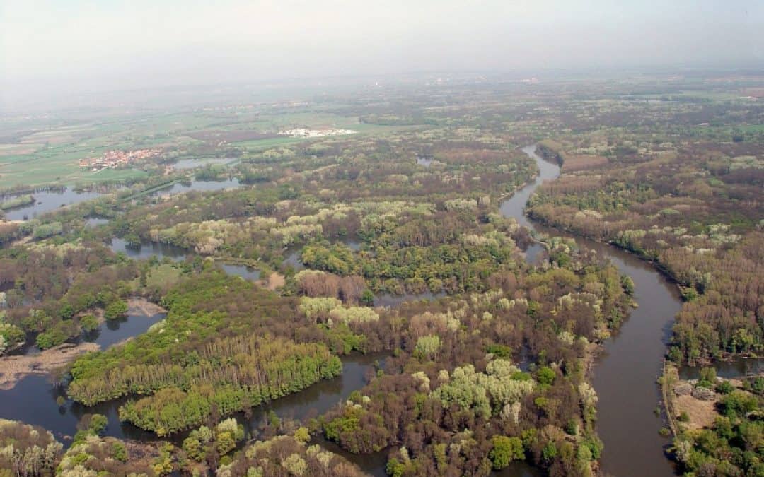 WWF zu S8: Fossiles Großprojekt darf nicht mit Schutzgebiets-Schnellschuss durchgeboxt werden