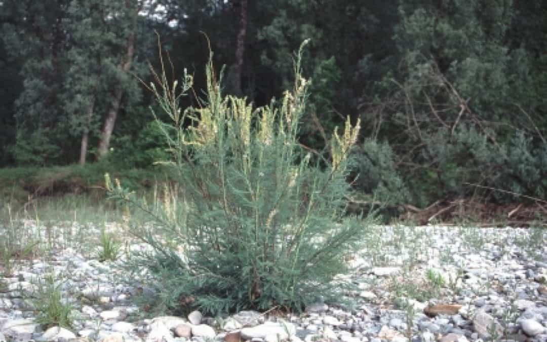 Ausgestorbene Pflanze kehrt an die Obere Traun zurück