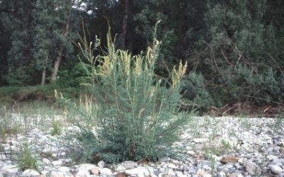 Ausgestorbene Pflanze kehrt an die Obere Traun zurück