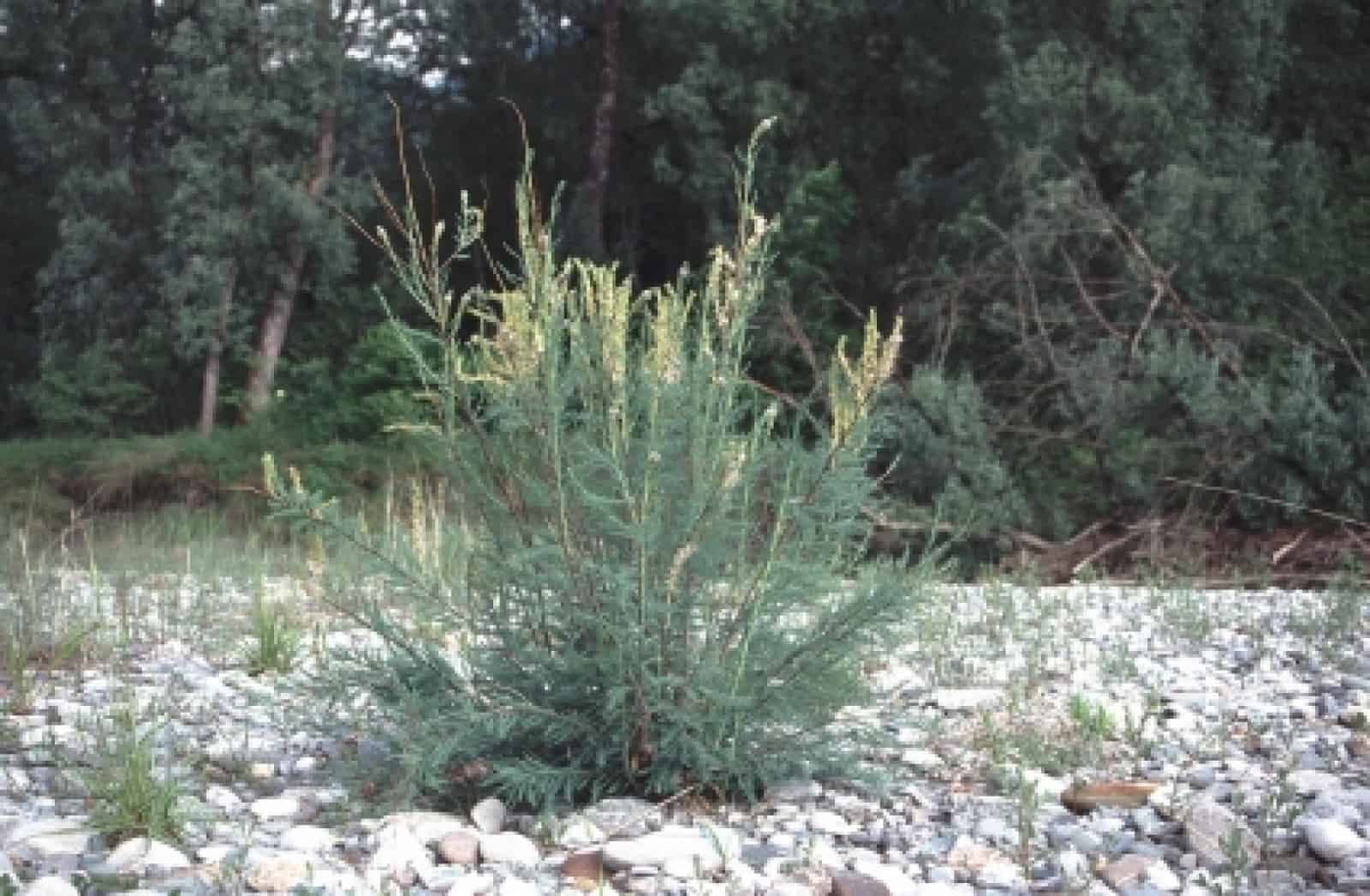 Deutsche Tamariske