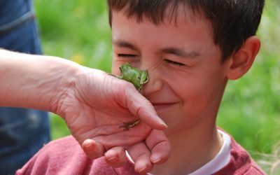 FROSCHzauber: Familienfest in Hohenau an der March