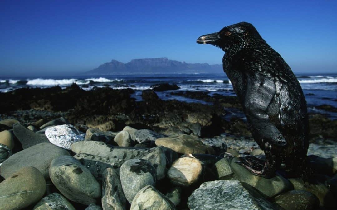 WWF: Öl darf Mangrovenküste nicht erreichen