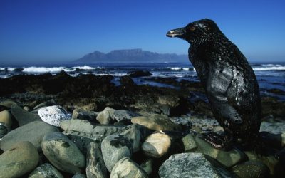 WWF: Öl darf Mangrovenküste nicht erreichen