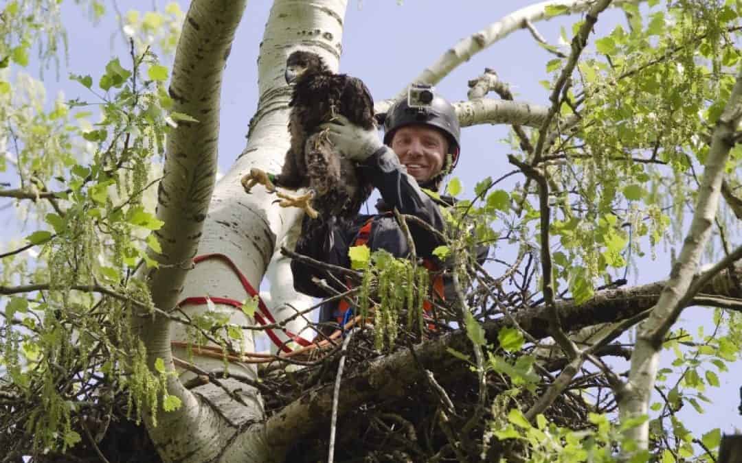 WWF: Junge Seeadler bekommen Ringe