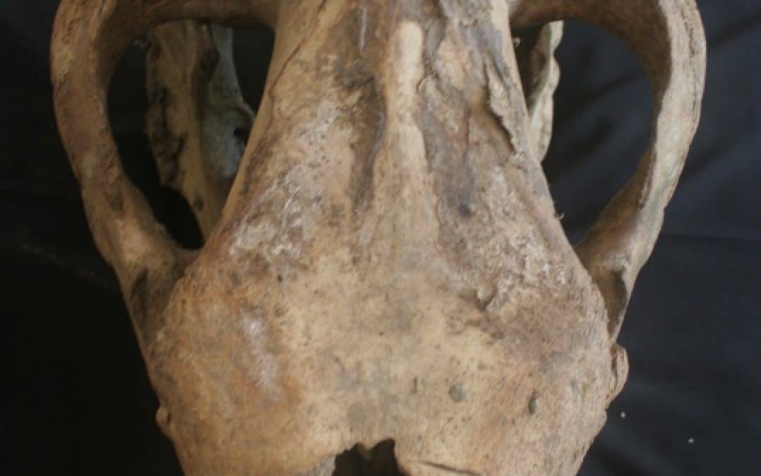 Letztes Einhorn in Vietnam getötet?