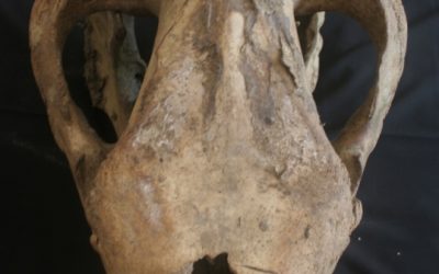 Letztes Einhorn in Vietnam getötet?