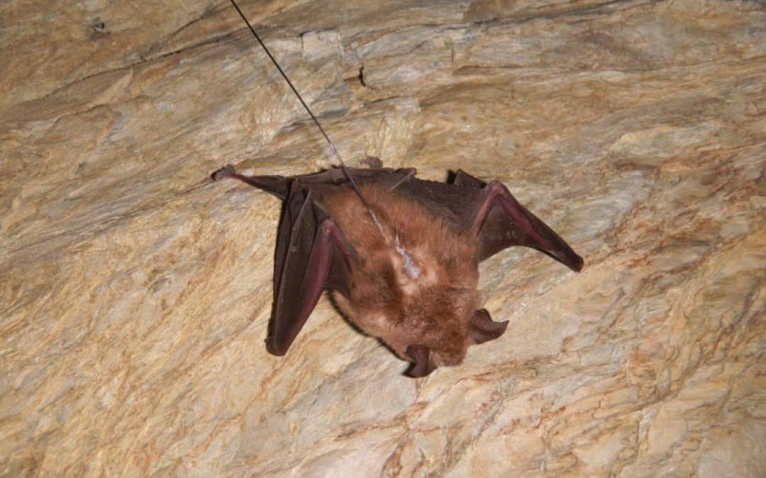 Mindestens fünf Große Hufeisennasen in Tirol daheim!