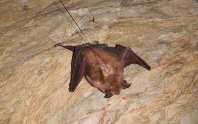 Mindestens fünf Große Hufeisennasen in Tirol daheim!