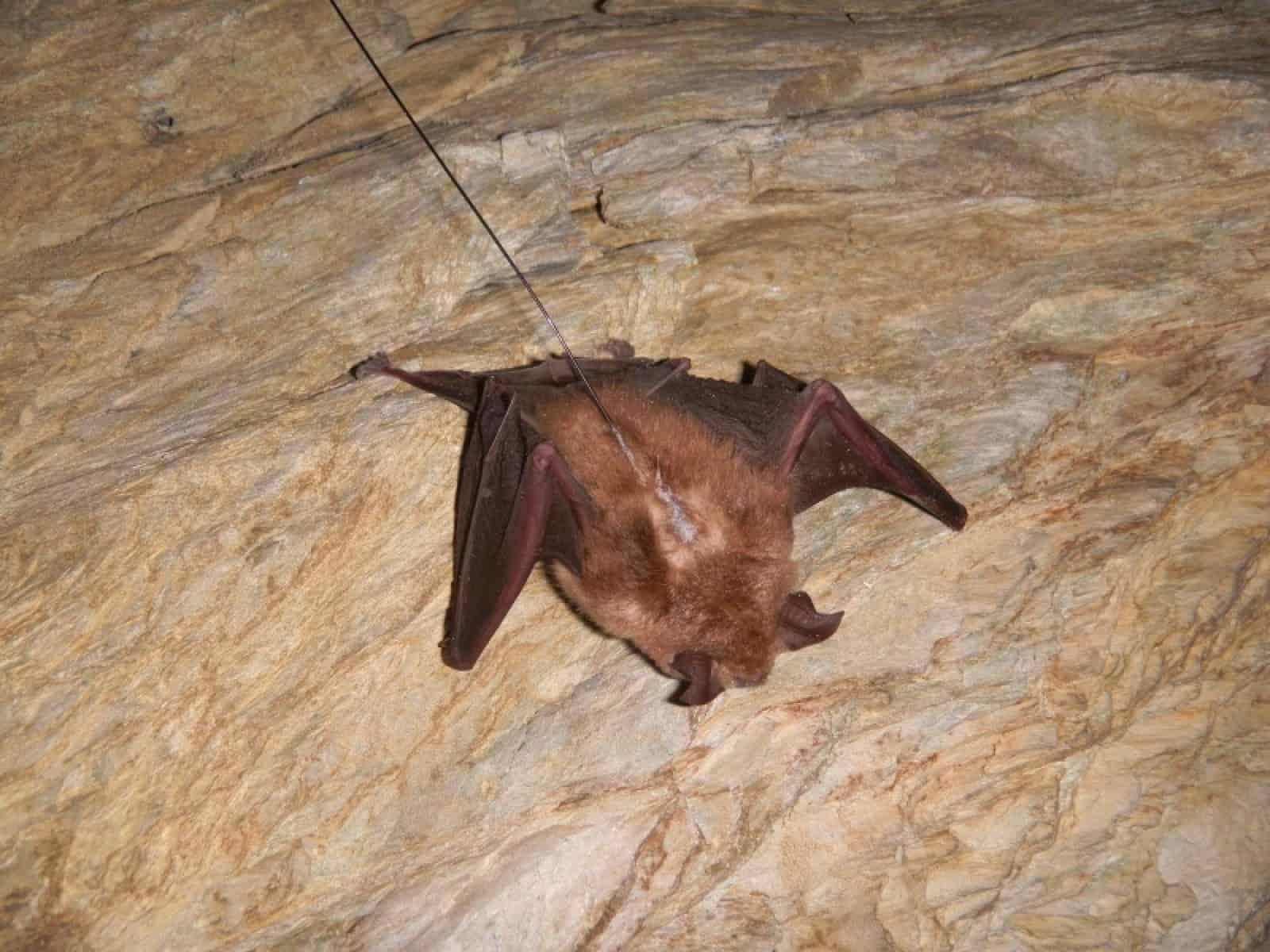 Fledermaus-Besenderung 3