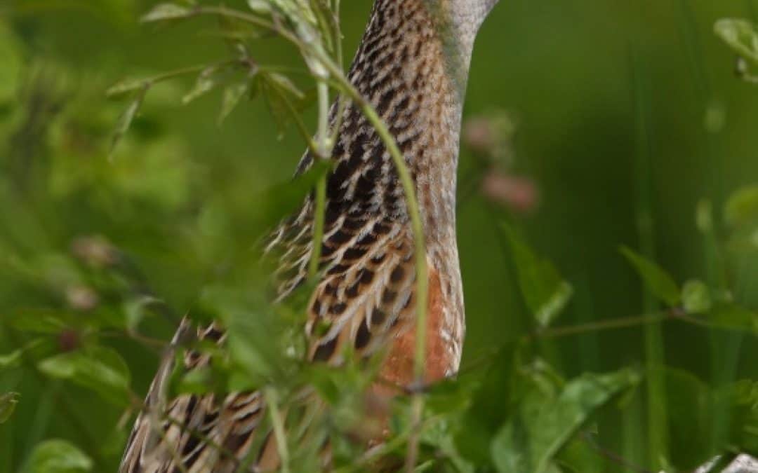 Rekordbestand des Wachtelkönigs in den March-Thaya-Auen
