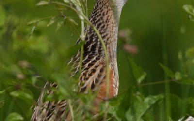 Rekordbestand des Wachtelkönigs in den March-Thaya-Auen