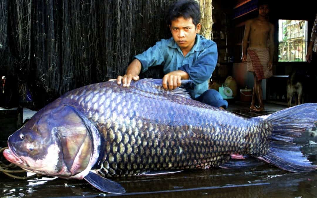 WWF-Report: Staudämme bedrohen Riesenfische im Mekong