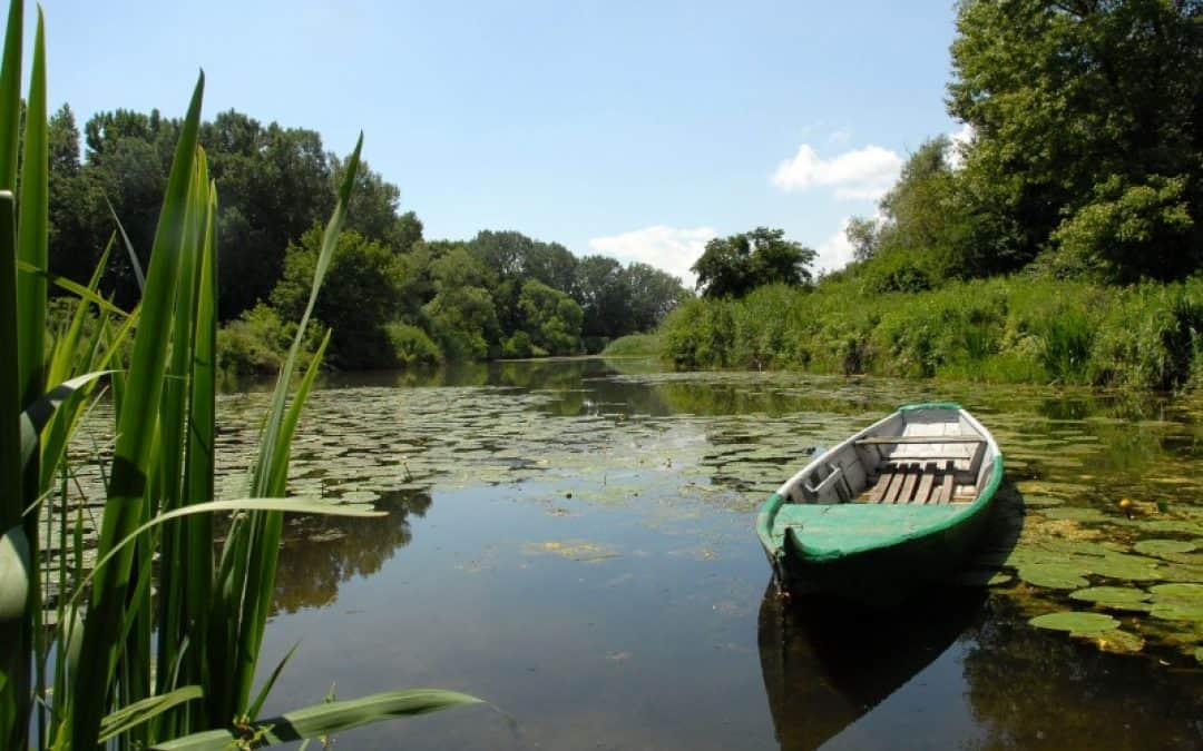 WWF zum Schutz der March-Thaya-Auen: Nichts Tun ist keine Option