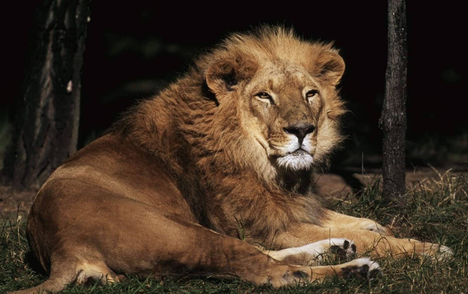 Asiatischer Löwe, © by Martin Harvey/WWF-Canon