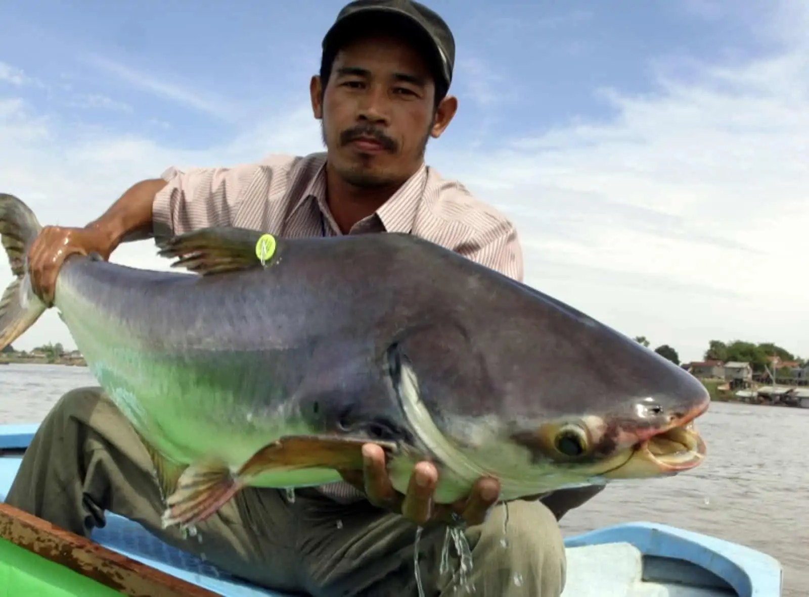 Pangasius, © by Zebo Hogan/WWF-Canon Pangasius, © by Zebo Hogan/WWF-Canon