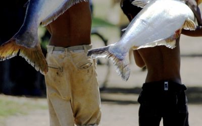 WWF ermöglicht Öko-Siegel für Trend-Fisch Pangasius