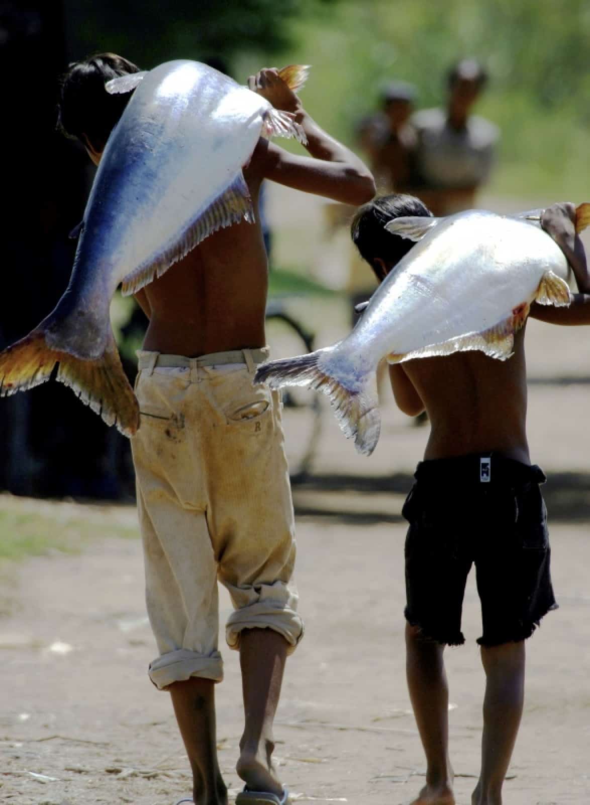 Pangasius
