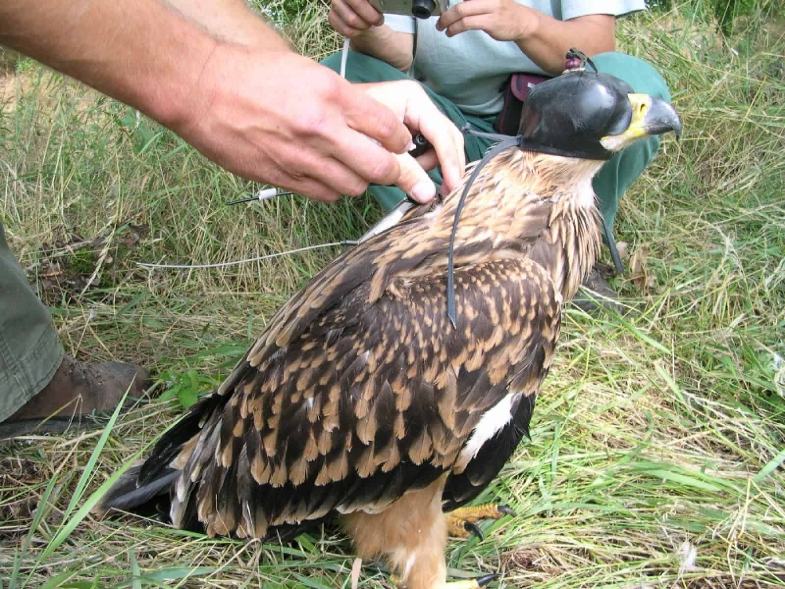 Kaiseradler mit Falkenhaube, © by © BirdlLife Österreich Kaiseradler mit Falkenhaube, © by © BirdlLife Österreich