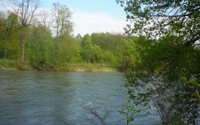 WWF und IUCN: Rettet die Riesen der Mur