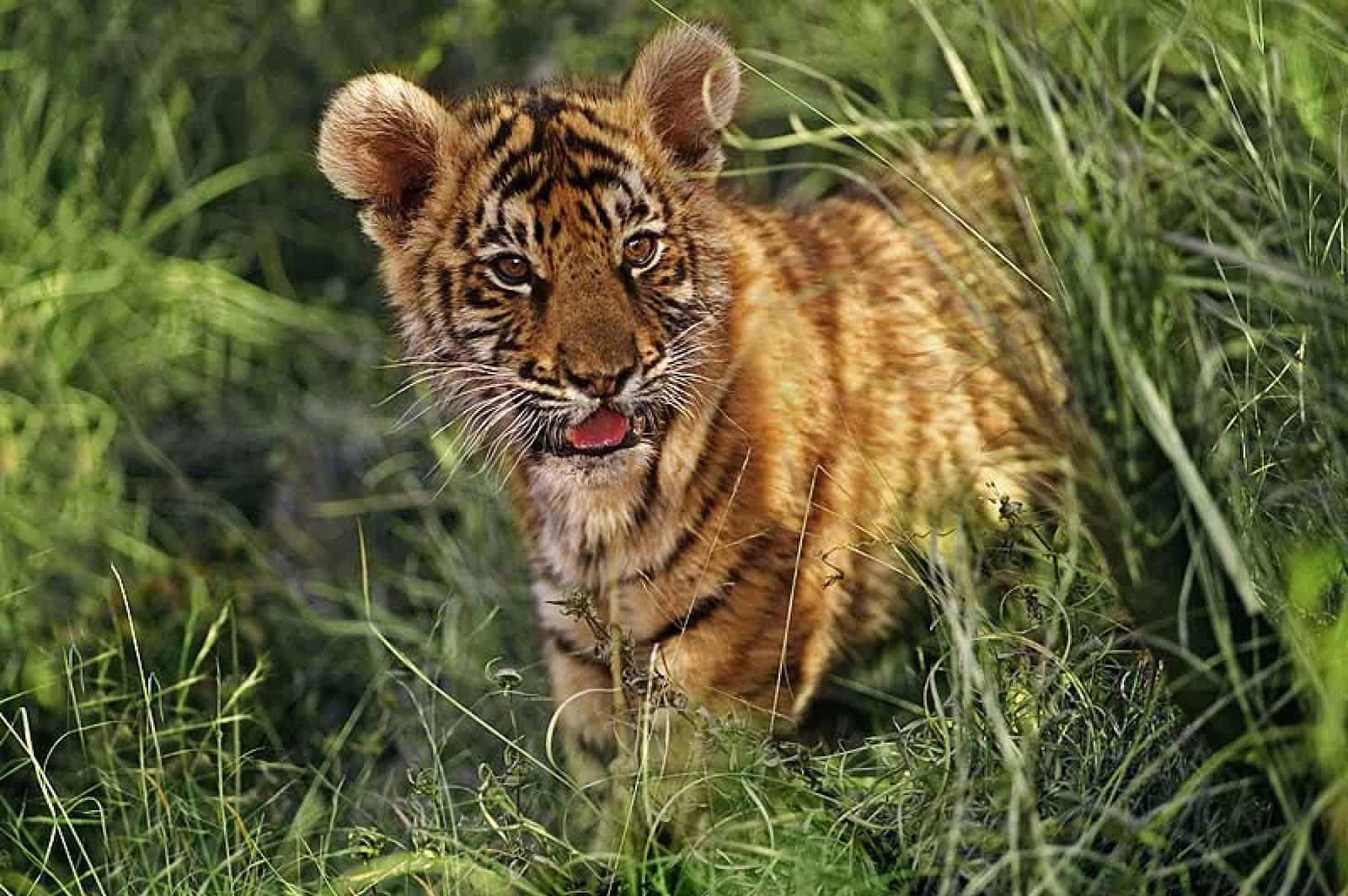 Tigerbaby, © by Martin Harvey/WWF-Canon