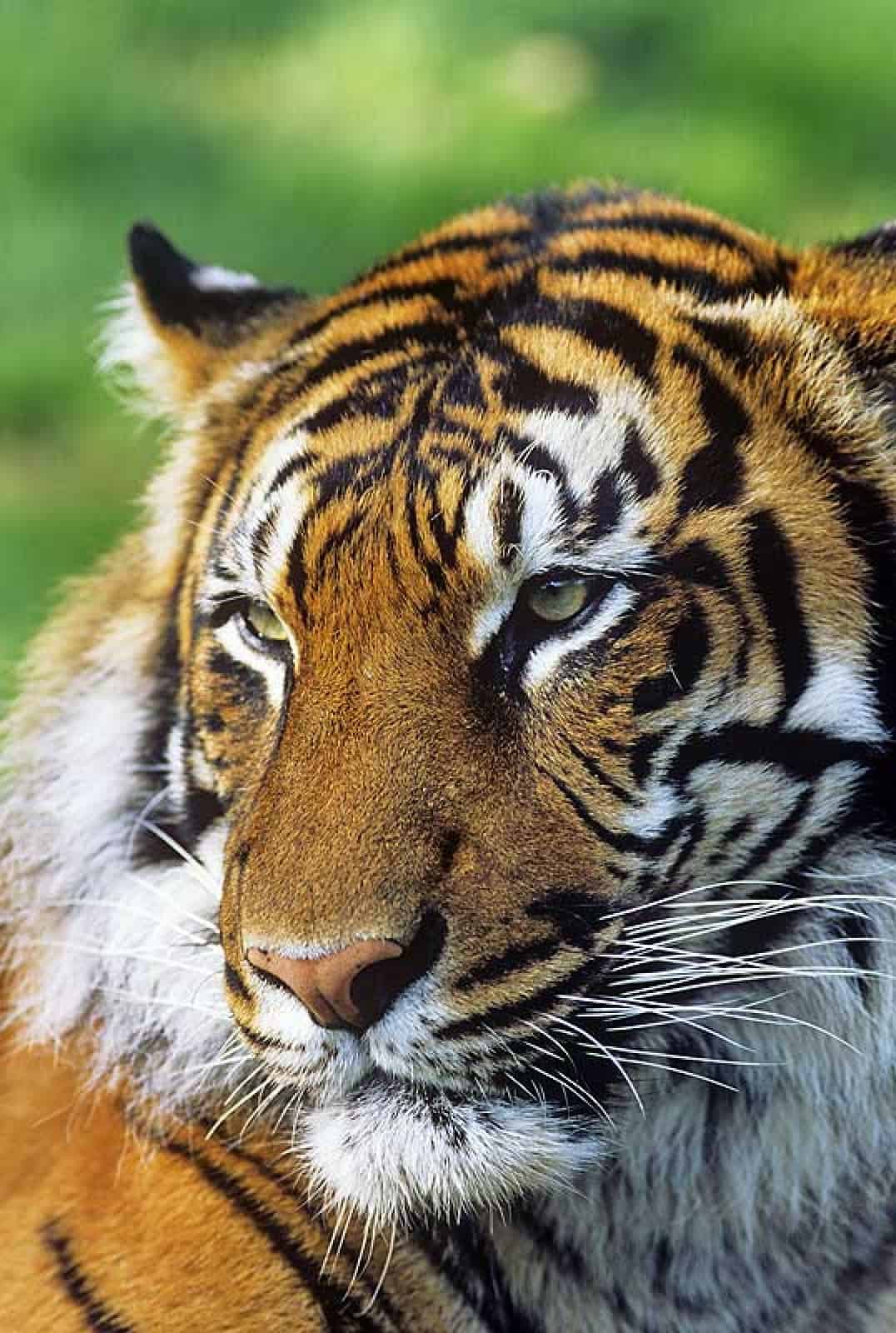 Sumatra-Tiger (Panthera tigris sumatrae)
