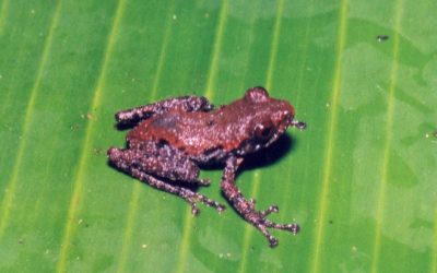 Haushohe Fleisch fressende Pflanzen und Dracula-Fische