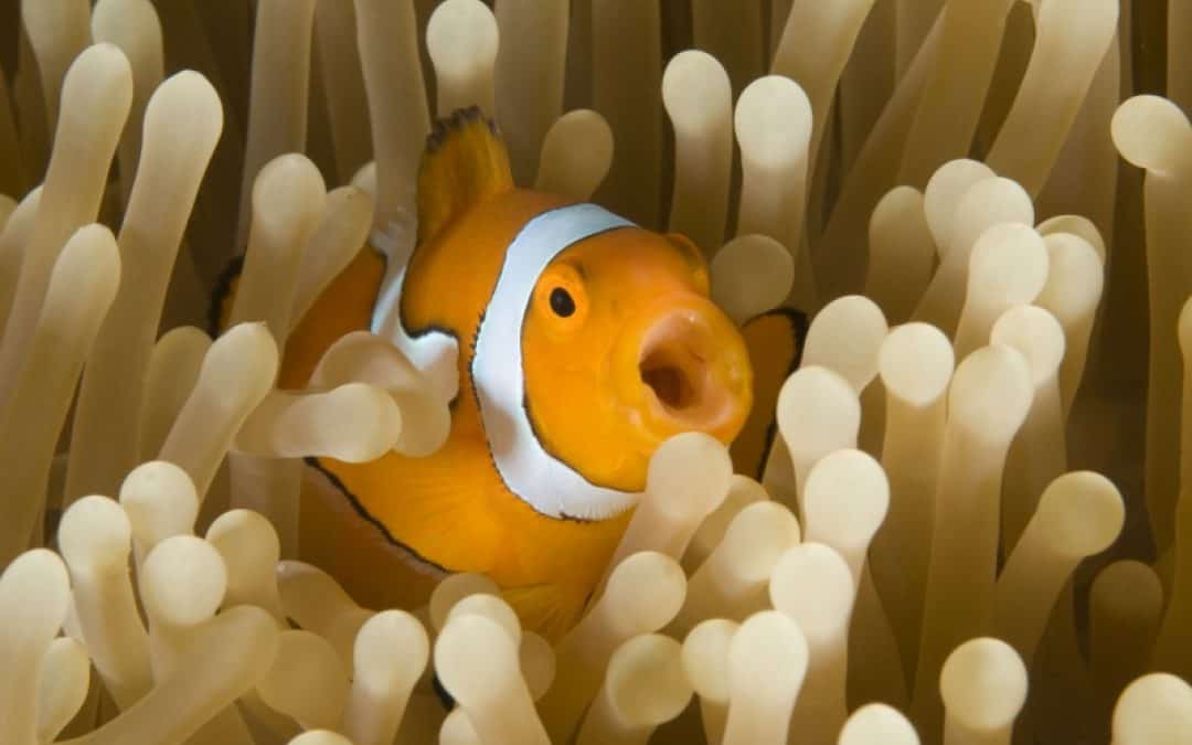 Weltmeerestag: 80 Prozent der Meere sind überfischt