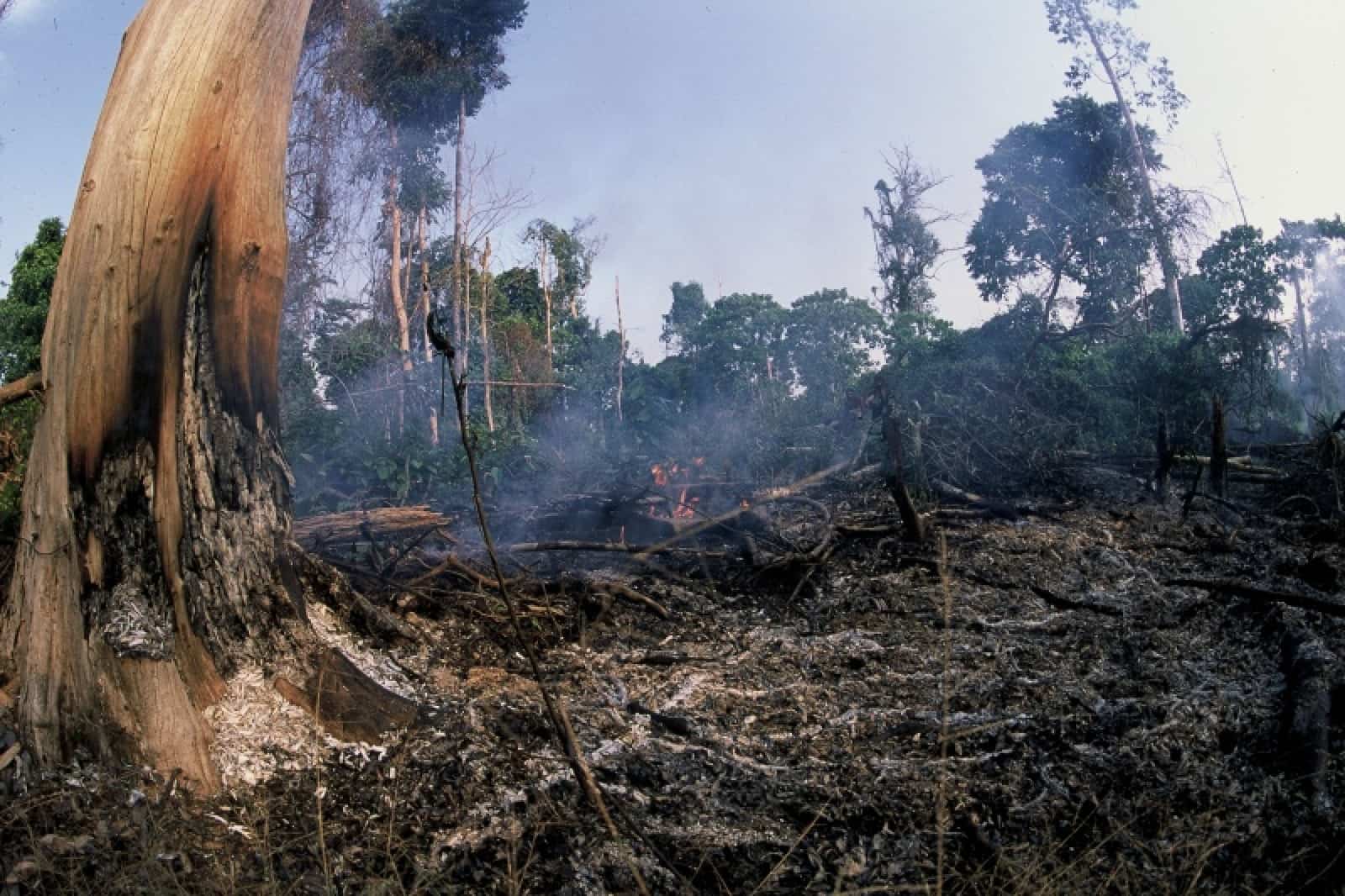LPR 2010 Abgebrannter Amazonaswald, © by Alain Compost/WWF-Canon