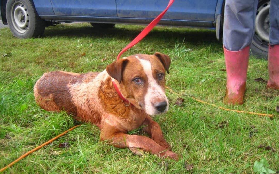 WWF fordert Konsequenzen nach Giftschlamm-Katastrophe