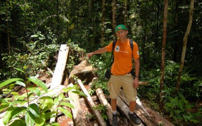 EU verbietet endlich die Einfuhr von illegalem Holz
