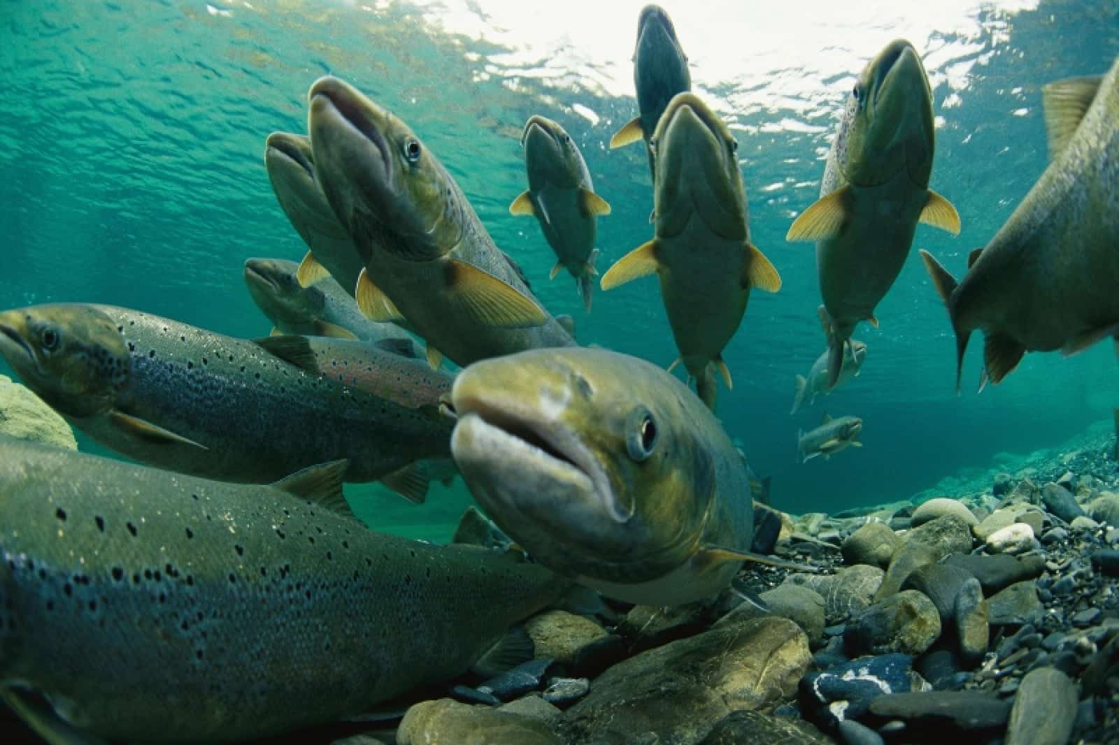 Lachs, © by Paul Nicklen/National Geographic Stock/WWF-Kanada Lachs, © by Paul Nicklen/National Geographic Stock/WWF-Kanada