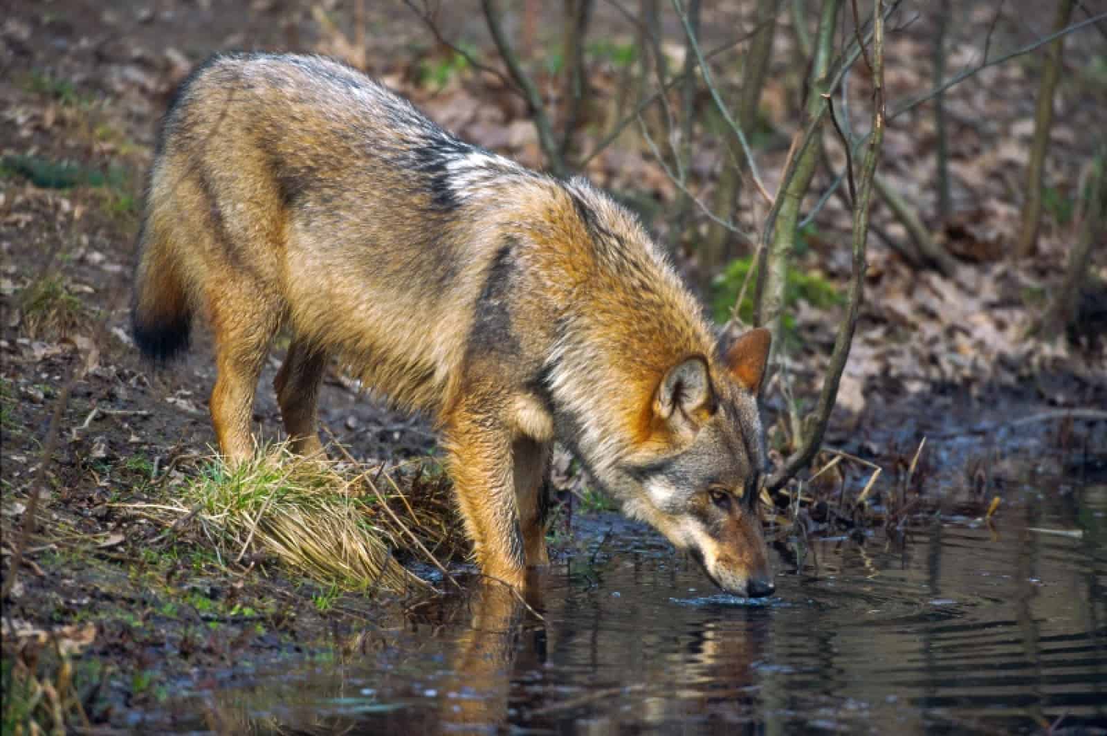 Wolf trinkend, © by H. Glader/4nature/WWF