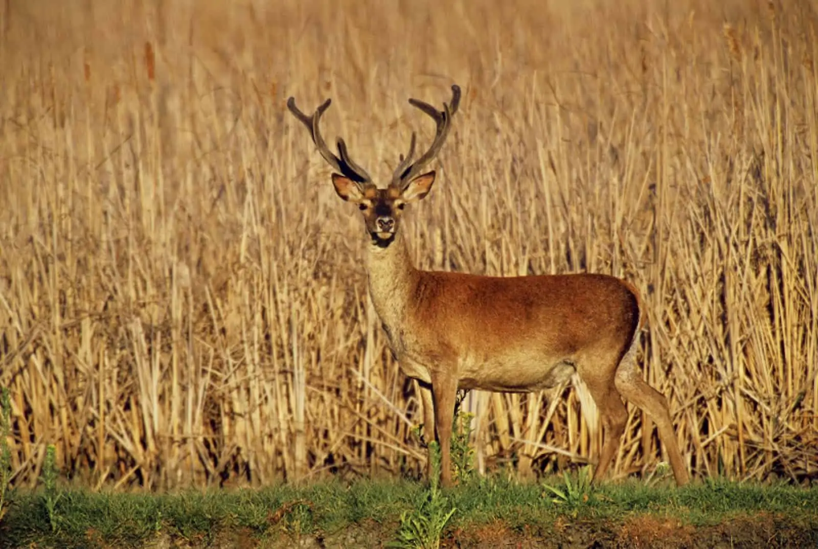 Rothirsch, © by Jorge Sierra/WWF-Spain Rothirsch, © by Jorge Sierra/WWF-Spain