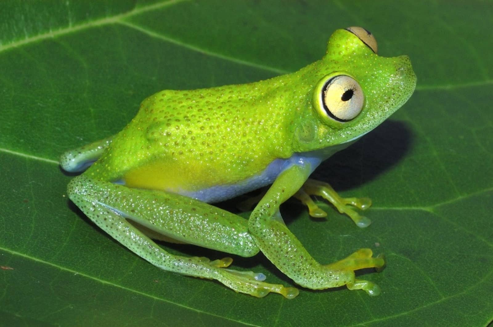 Hypsiboas Liliae, © by Philippe J. R. Ko Hypsiboas Liliae, © by Philippe J. R. Ko