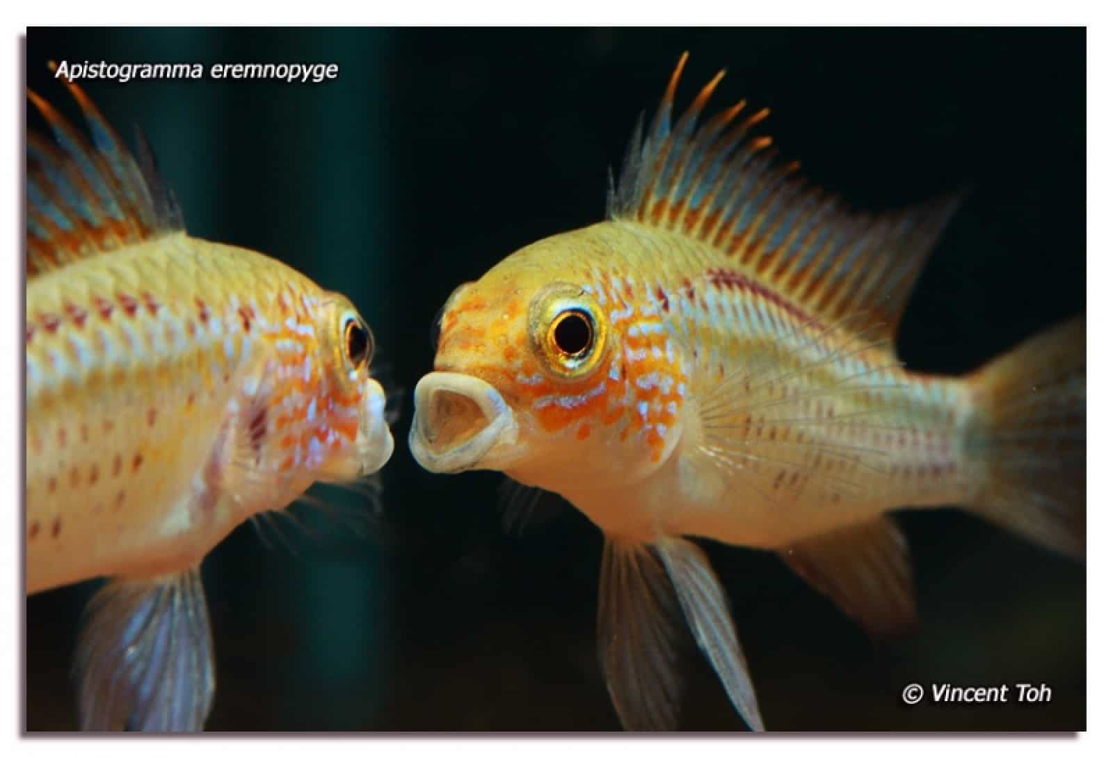 Apistogramma eremnopyge, © by Vincent Toh Apistogramma eremnopyge, © by Vincent Toh