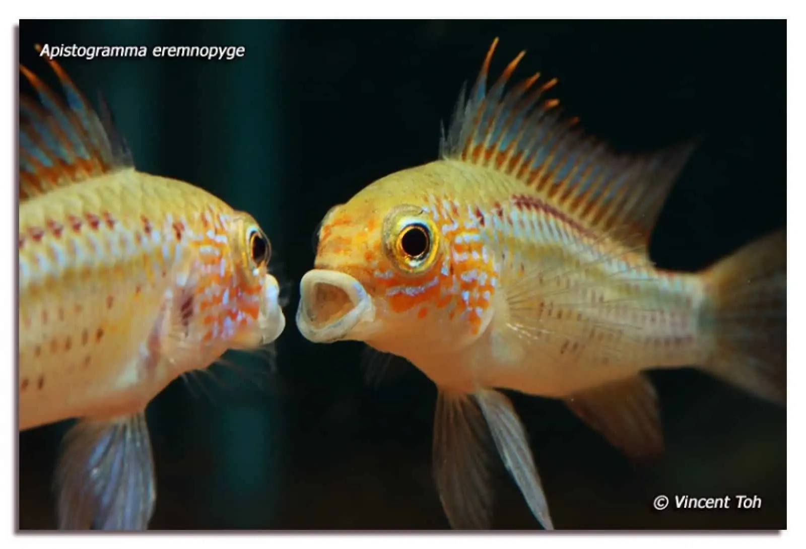 Apistogramma eremnopyge, © by Vincent Toh Apistogramma eremnopyge, © by Vincent Toh