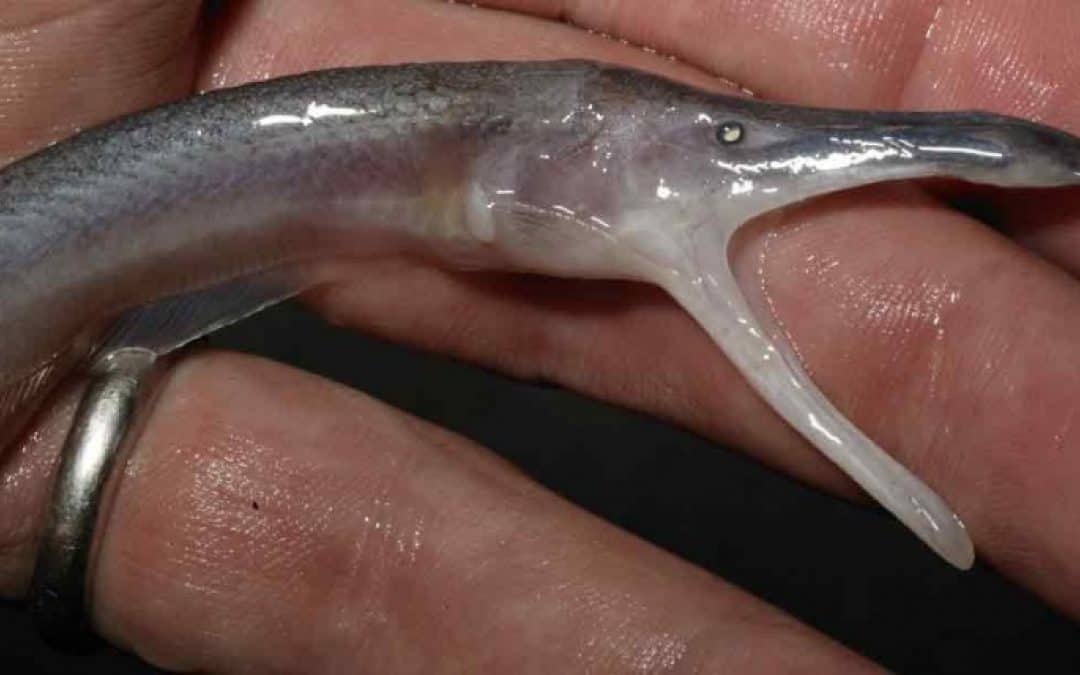 WWF präsentiert Amazonasbericht: 1.200 neue Arten entdeckt