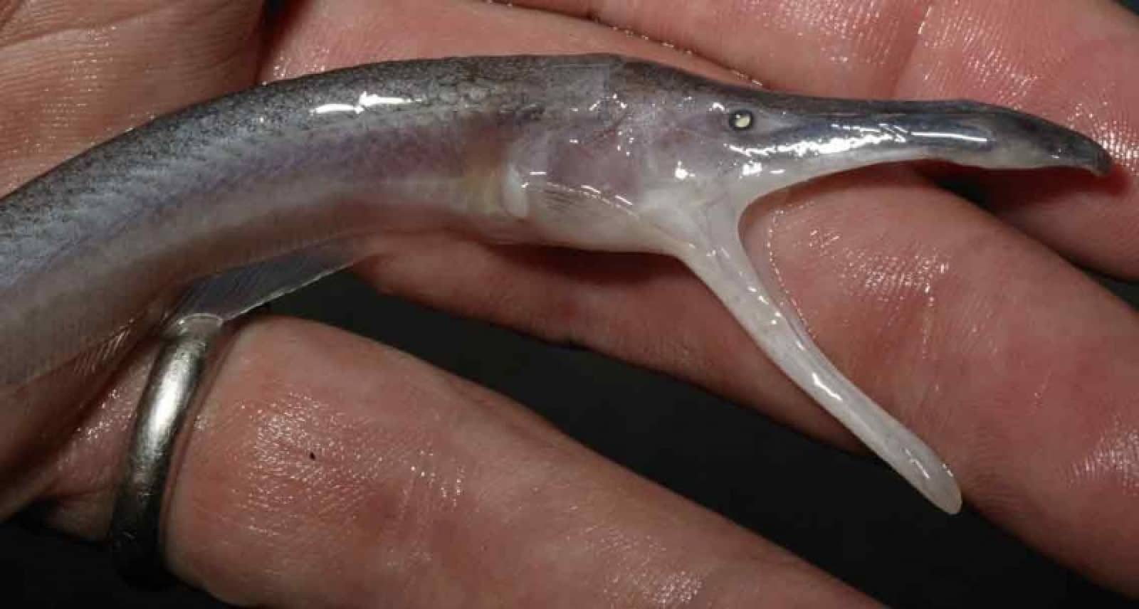 Compsaraia samueli