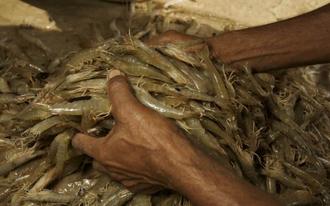 „The Spirit for a Living Planet”