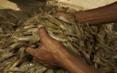 „The Spirit for a Living Planet”