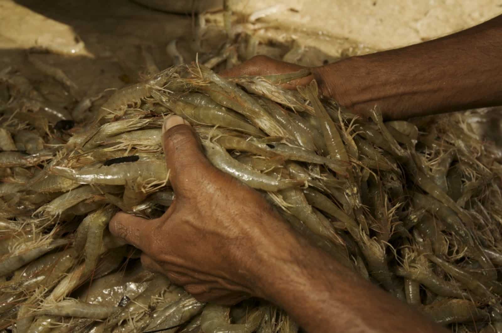 Großer Tiger Shrimps